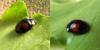 Harmonia axyridis